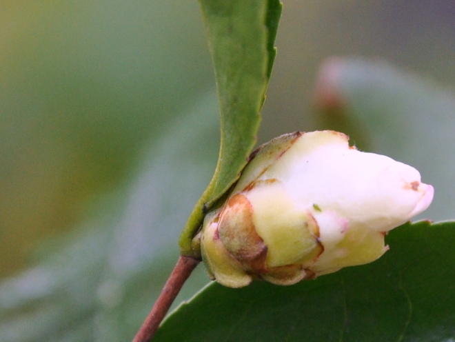 Camellia Japonica bud