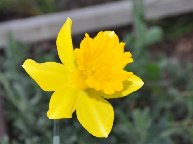 lemon yellow daffodil