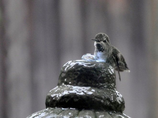 hummingbird on top of fountain