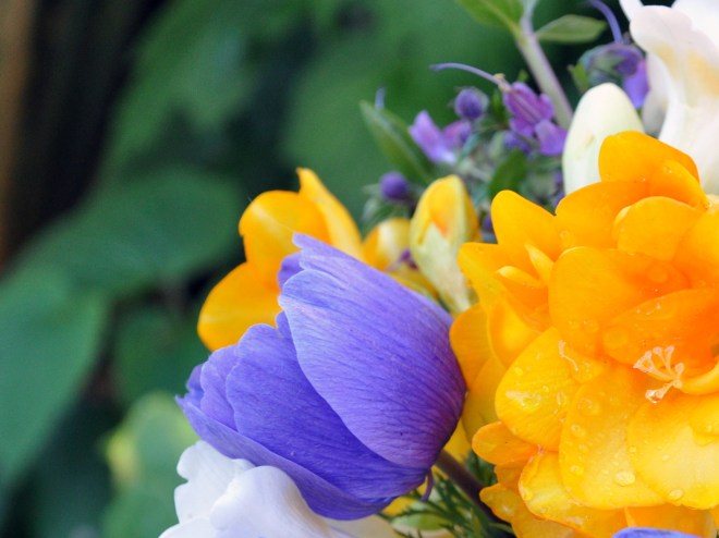 purple Anemone in a vase on Monday
