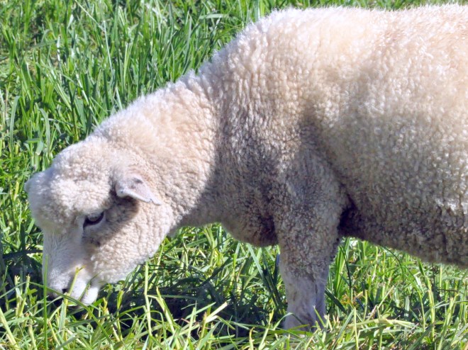 wooly sheep New Zealand
