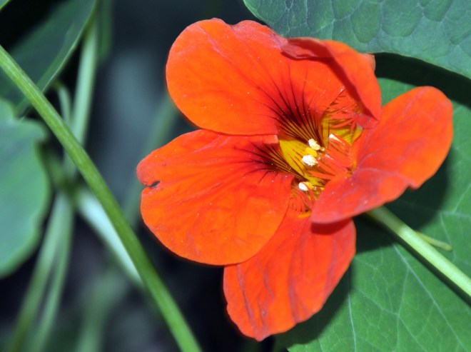 Orange nasturtium