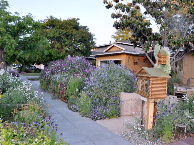 garden of sweet peas sweet peas front garden