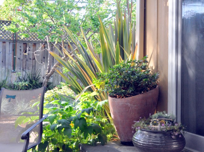 Miniature New Zealand garden and flax