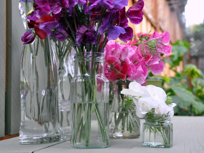 Sweet peas assorted colors assorted sweet peas