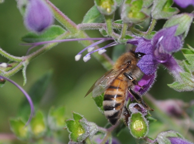 bee pollinating trichostema