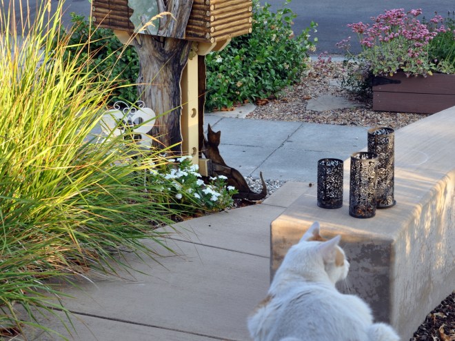 Mouse the cat and little free library