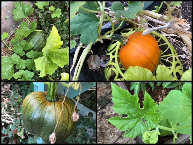growing pumpkins