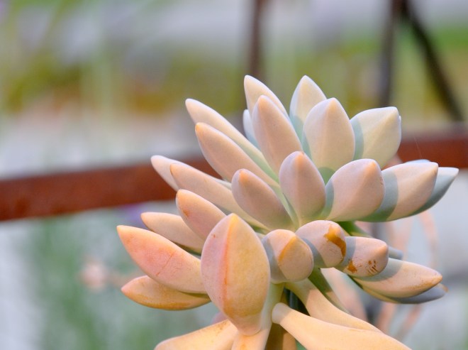peach toned succulent