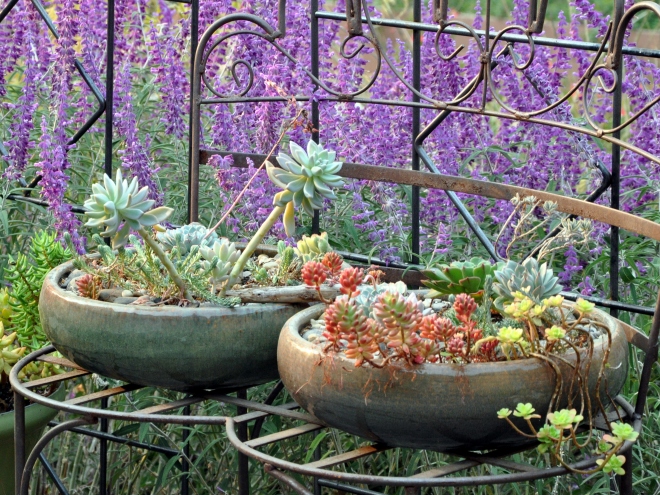 purple Mexican sage, succulents