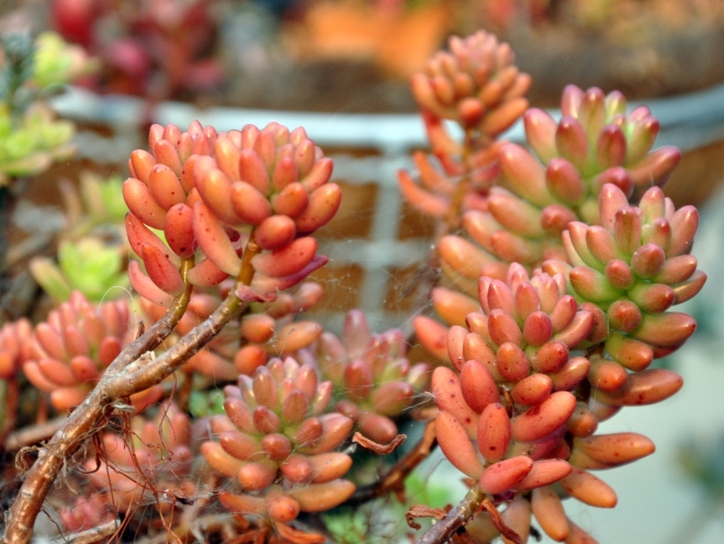 red jelly bean succulent