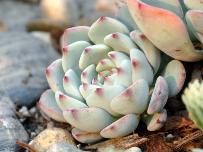 succulent with red tips