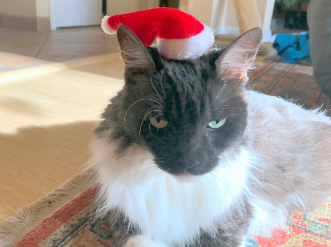 Lindy sporting Santa hat