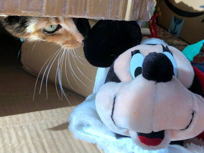 Tessa in a box near Mickey Mouse stocking