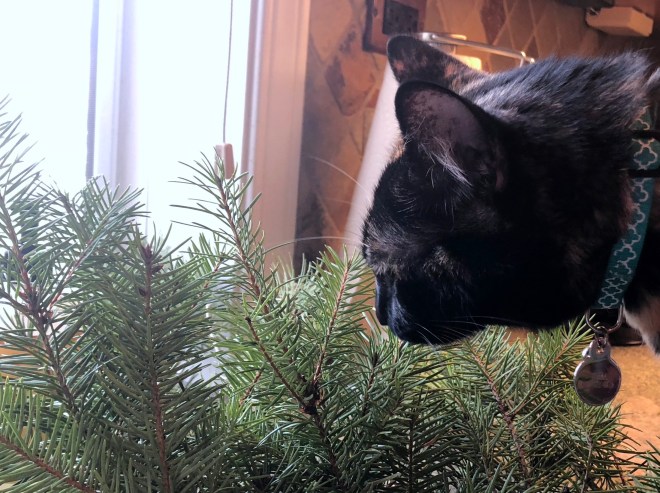 Tessa smelling Christmas greens