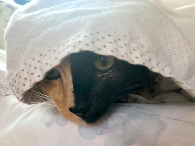 Tessa under the sheets