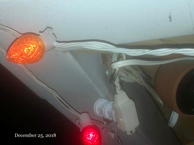 Bay Area House Finch