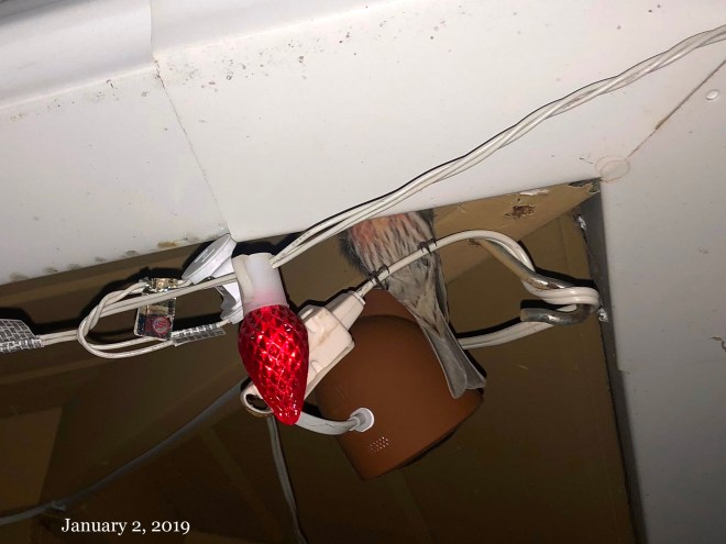 House finch under the eaves