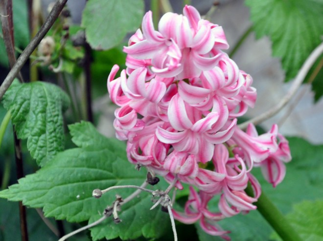 Pink striped hyacinth