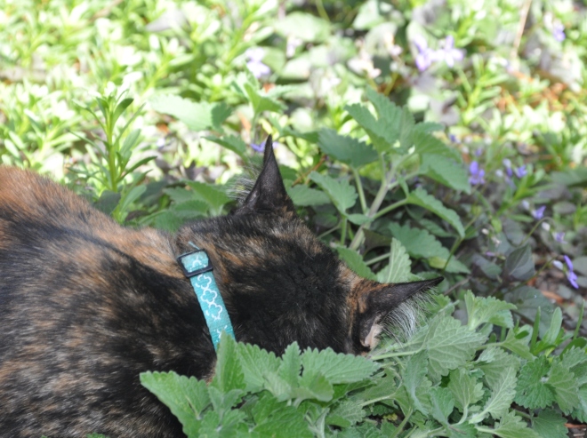 cat with nose in nepeta plant