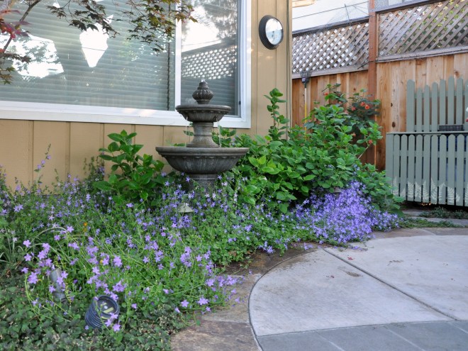 Campanula Serbian bellflower