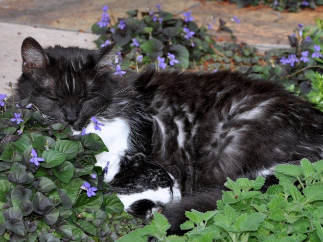 tuxedo cat in nepeta