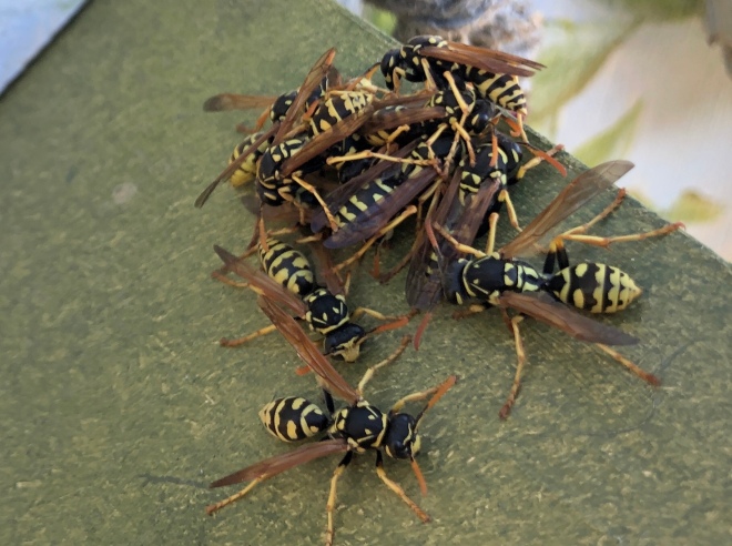 paper wasp cluster