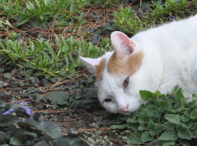white cat and nepeta