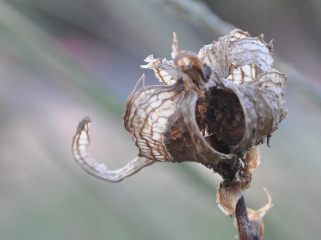 Calla lily seed pod
