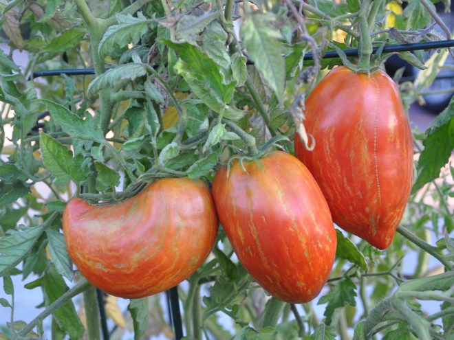 stripes tomatoes