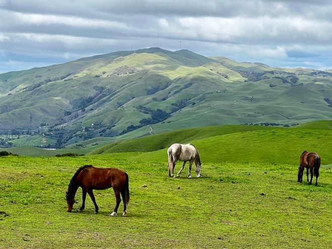 Three horses grazing in a lush green field with rolling hills in the background under a cloudy sky.