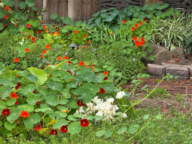 A vibrant garden scene featuring blooming orange and red nasturtium flowers alongside lush green leaves, interspersed with other plants and a few white flowers, creating a colorful and lively atmosphere.