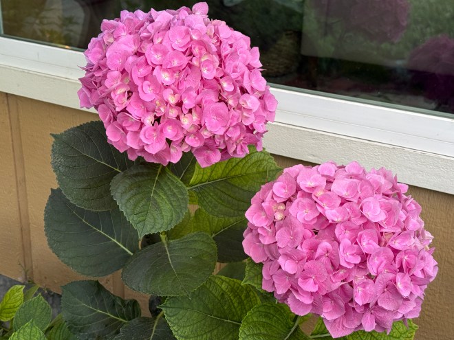 Two blooming pink hydrangea flowers with lush green leaves, situated near a window.