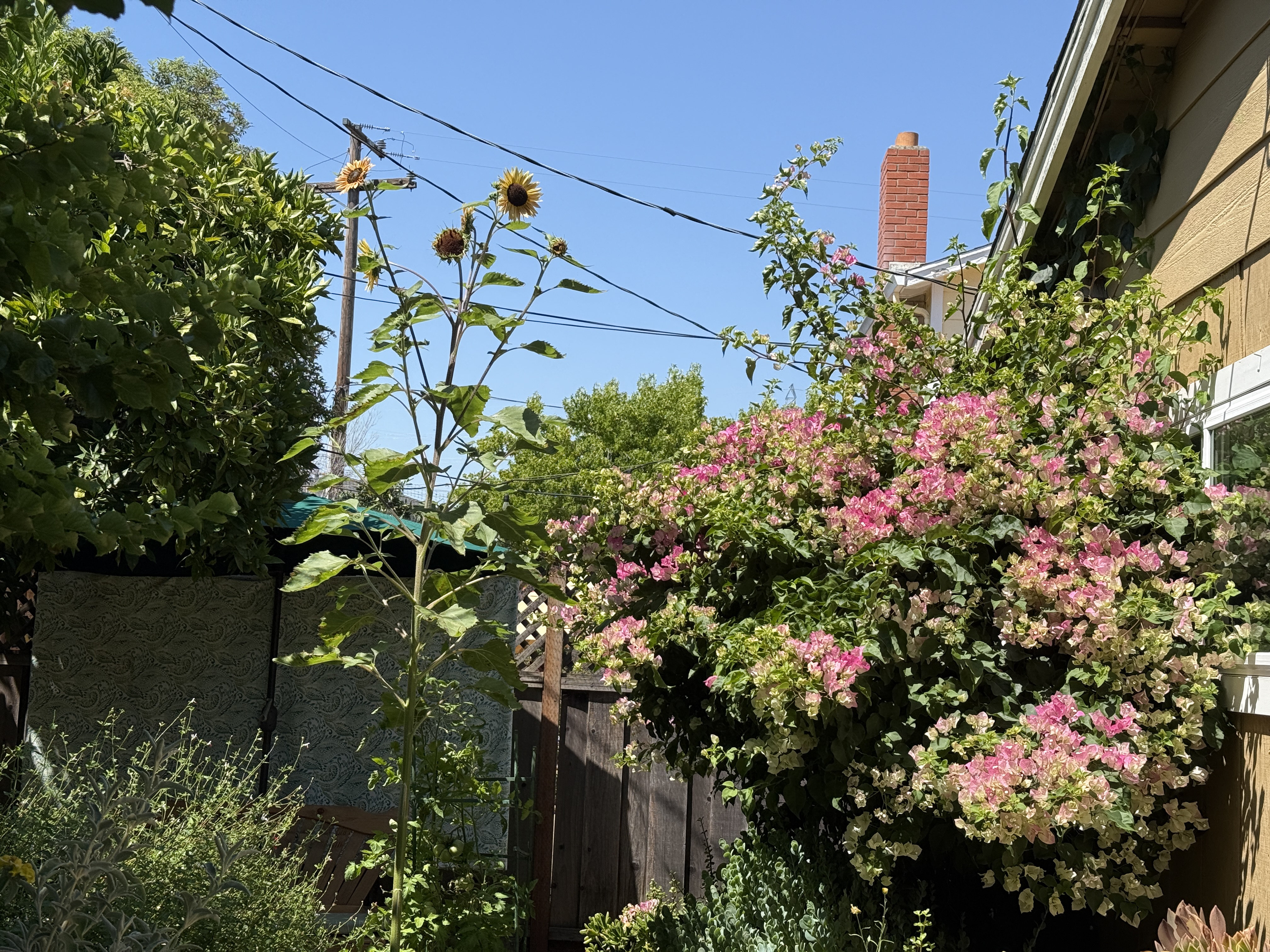 Sunflower as tall as the house