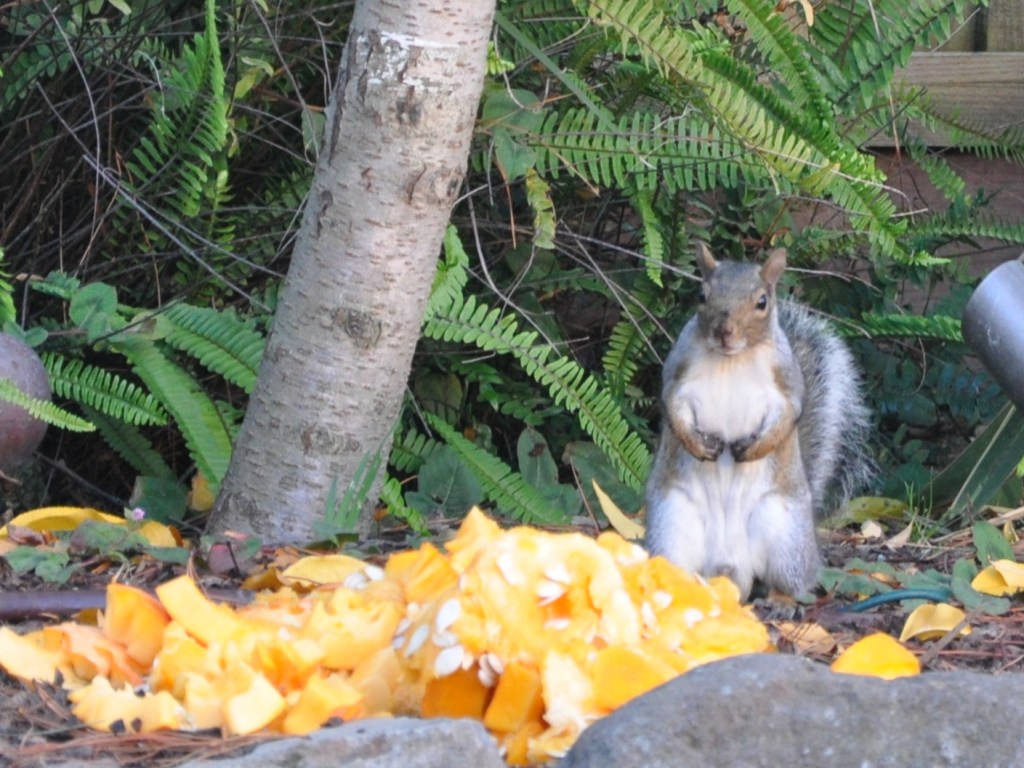A squirrel stands near pumpkin scraps in a garden, surrounded by ferns and a tree.