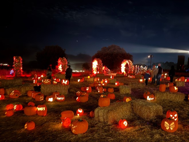 A nighttime scene featuring a pumpkin patch with illuminated carved pumpkins scattered among hay bales, and guests exploring the area.