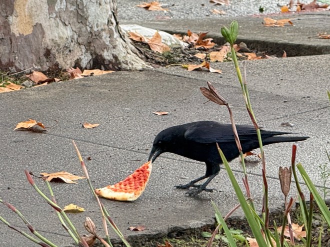 A crow standing on a sidewalk enjoying a slice of pizza, surrounded by fallen leaves and greenery.
