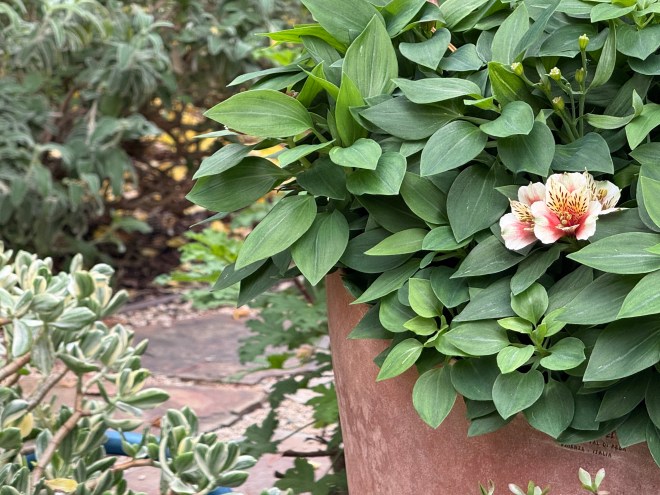 A potted alstroemeria plant with green leaves and a single pink and white flower blooming, set against a natural garden background.