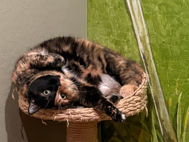 A tortoiseshell cat lounging comfortably in a woven basket, playfully twisting on her back with a green wall backdrop.