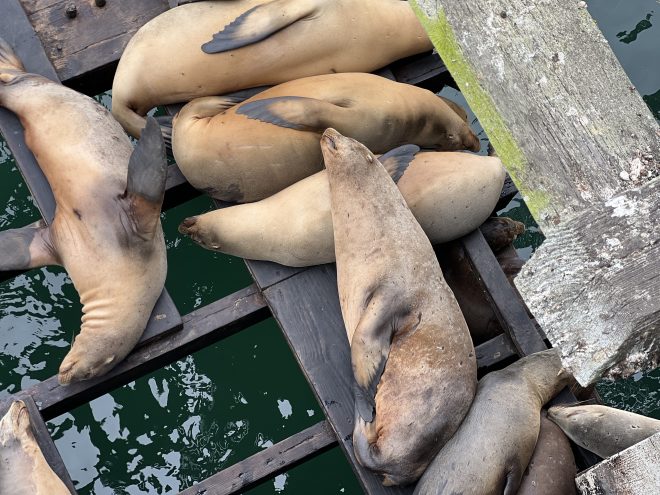 A group of sea lions resting on wooden docks above green water.