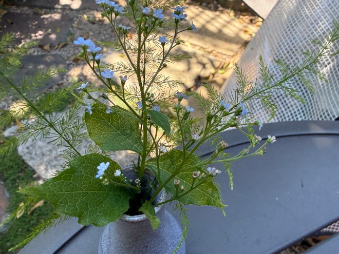 A vase containing greenery and delicate blue flowers, placed on a table outdoors.