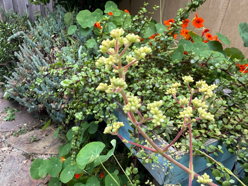 A close-up of green and yellow flowering plants among various types of lush foliage in a garden setting, featuring distinct succulents and vibrant orange flowers.
