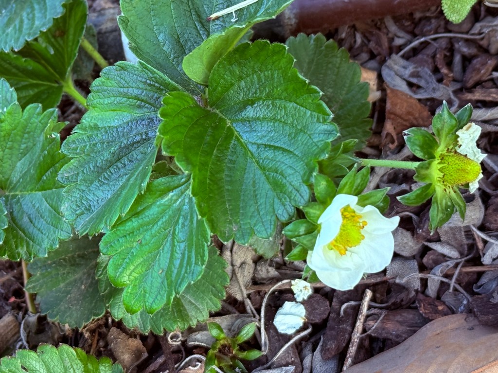 Close-up of strawberry plant leaves and flowers in a garden setting.