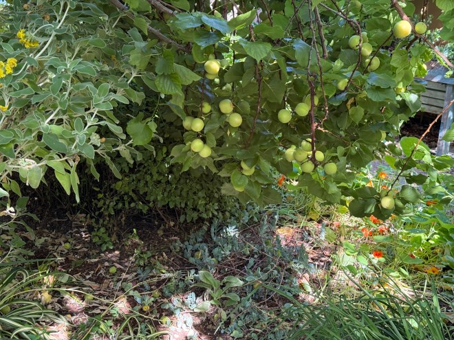 A close-up view of a tree branch laden with green fruits surrounded by various green plants and foliage.
