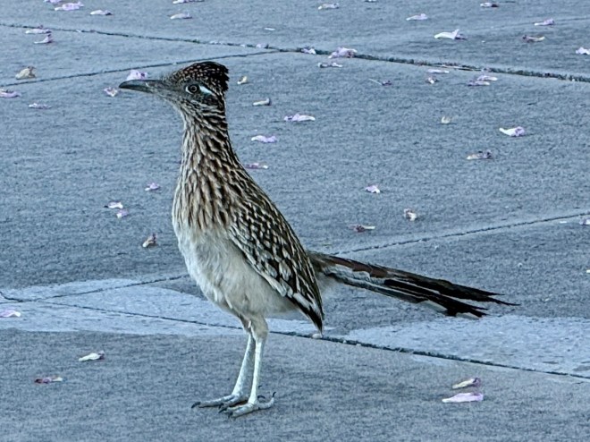 A close-up of a roadrunner bird standing on a paved surface, surrounded by small flower petals.