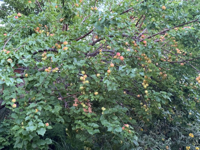 A healthy tree branch laden with ripe apricots, surrounded by lush green leaves.