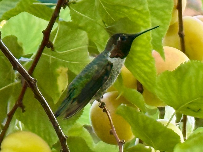 Anna's Hummingbird in Apricot Tree
