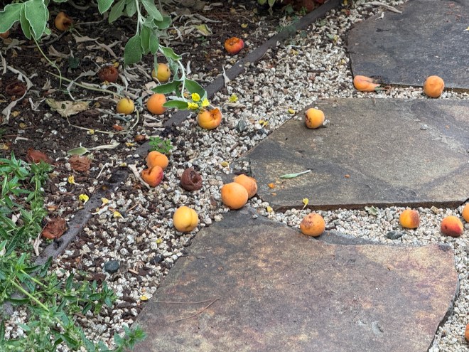A garden pathway made of stone, scattered with fallen apricots and small pebbles, surrounded by lush green plants.