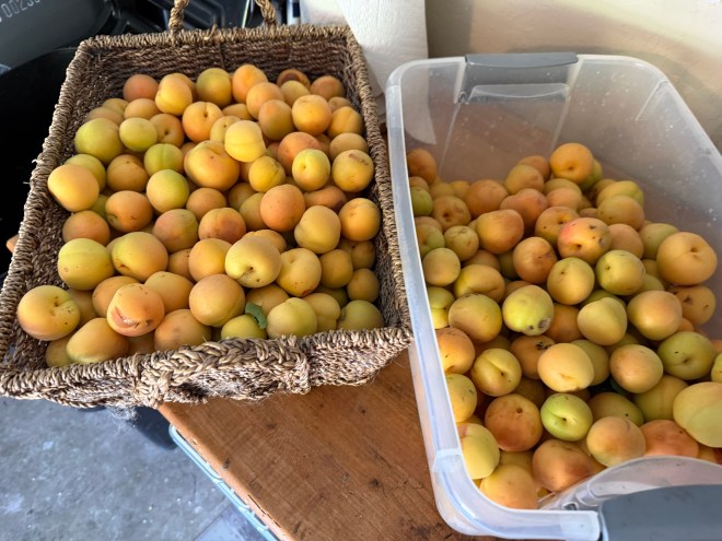 A basket and a container filled with an abundance of yellow and orange apricots placed on a wooden surface.