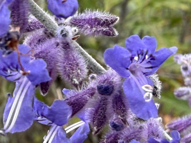 Close-up view of vibrant purple flowers with fuzzy textures, surrounded by green foliage.